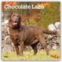 Browntrout Publishers: Chocolate Labrador Retriever - Brauner Labrador Retriever 2027 - 16-Monatskalender, KAL