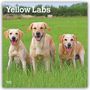 Browntrout Publishers: Yellow Labrador Retriever - Gelber Labrador Retriever 2027 - 16-Monatskalender, KAL