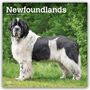 Browntrout Publishers: Newfoundlands - Neufundländer 2027 - 16-Monatskalender, KAL