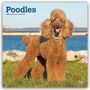 Browntrout Publishers: Poodles - Pudel 2027 - 16-Monatskalender, KAL