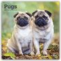 Browntrout Publishers: Pugs - Mops 2027 - 16-Monatskalender, KAL