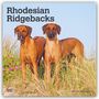 Browntrout Publishers: Rhodesian Ridgebacks - Rhodesian Ridgeback 2027 - 16-Monatskalender, KAL