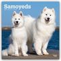 "Samoyeds 2027 16-Month Calendar" oben links. Zwei flauschige, weiße Hunde vor einem blauen Wasserhintergrund.
