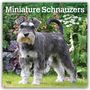 "Miniature Schnauzers 2027 16-Month Calendar". Ein Miniatur-Schnauzer steht auf einer Wiese, umgeben von Blumen.