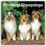 Browntrout Publishers: Shetland Sheepdogs - Shetland Sheepdog - Sheltie 2027 - 16-Monatskalender, KAL