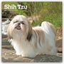 Browntrout Publishers: Shih Tzu 2027 - 16-Monatskalender, KAL