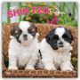 Browntrout Publishers: Shih Tzu Puppies - Shih Tzu Welpen 2027 - 16-Monatskalender, KAL