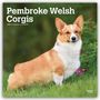 Browntrout Publishers: Pembroke Welsh Corgis - Pembroke Welsh Corgi 2027 - 16-Monatskalender, KAL