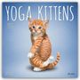 "YOGA KITTENS", "2027 16-MONTH CALENDAR". Eine orange-weiße Katze posiert auf zwei Beinen vor blauem Hintergrund.