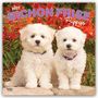Browntrout Publishers: Bichon Frisé Puppies - Bichon Frisé Welpen 2027 - 16-Monatskalender, KAL