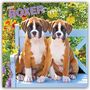 Browntrout Publishers: Boxer Puppies - Boxer Welpen 2027 - 16-Monatskalender, KAL