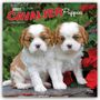 Browntrout Publishers: Cavalier King Charles Spaniel Puppies - Cavalier King Charles Spaniel Welpen 2027 - 16-Monatskalender, KAL
