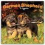 Browntrout Publishers: German Shepherd Puppies - Deutsche Schäferhund Welpen 2027 - 16-Monatskalender, KAL
