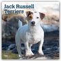 Browntrout Publishers: Jack Russel Terriers - Jack Russel Terrier 2027 - 16-Monatskalender, KAL