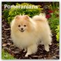 Browntrout Publishers: Pomeranians - Spitz 2027 - 16-Monatskalender, KAL