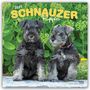 Browntrout Publishers: Schnauzer Puppies - Schnauzer Welpen 2027 - 16-Monatskalender, KAL