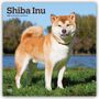 Browntrout Publishers: Shiba Inu - Shiba 2027 - 16-Monatskalender, KAL