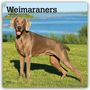 "Weimaraners 2027 16-Month Calendar." Ein grau-brauner Hund sitzt im grünen Gras, mit einem See im Hintergrund.