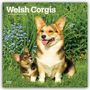 Browntrout Publishers: Welsh Corgis - Welsh Corgi 2027 - 16-Monatskalender, KAL