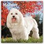 "Maltese 2024 16-Month Calendar" zeigt einen weißen Malteser-Hund im Gras vor einem Hintergrund aus roten Blättern.